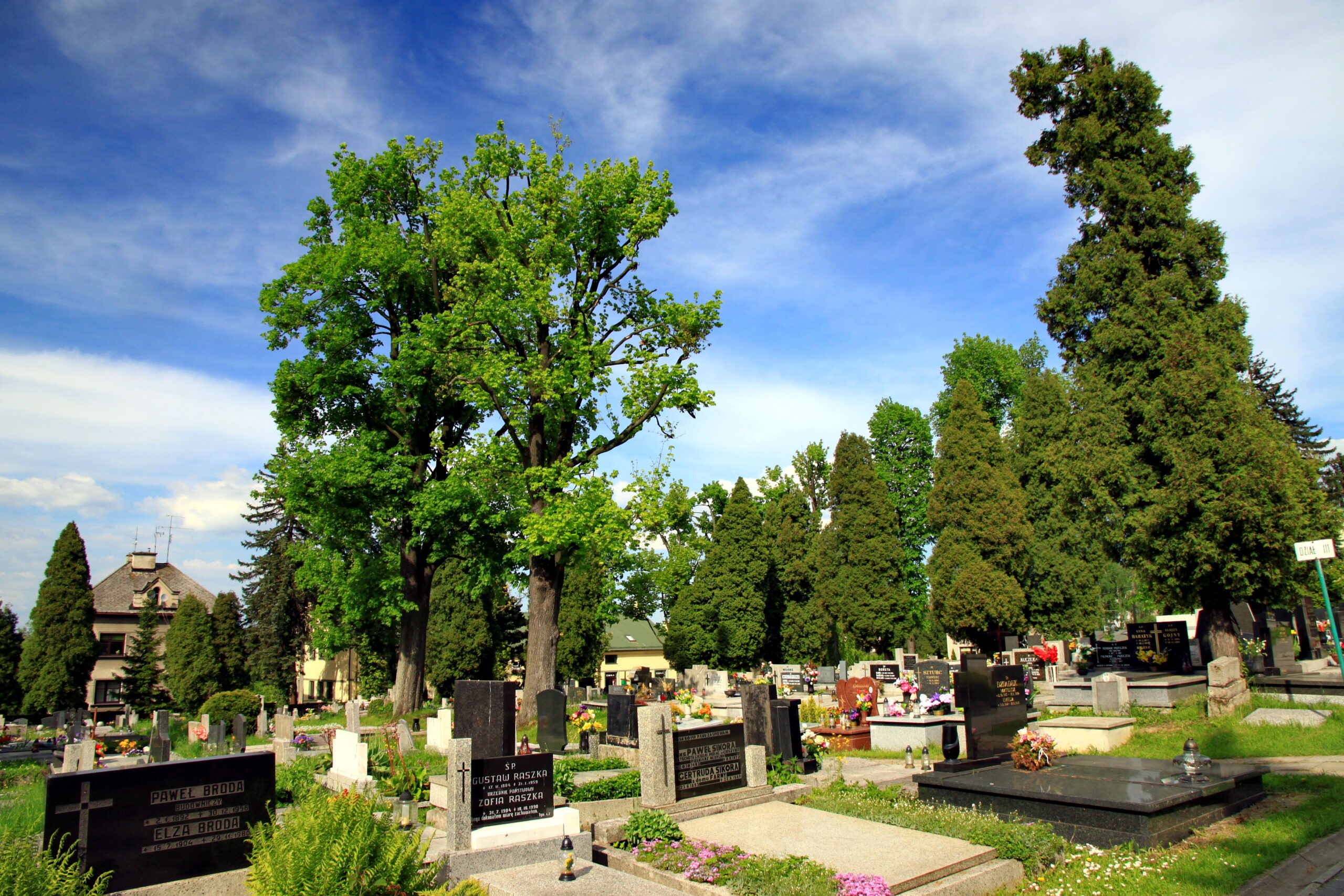 Cmentarz ewangelicki, widok na groby, w tle drzewa