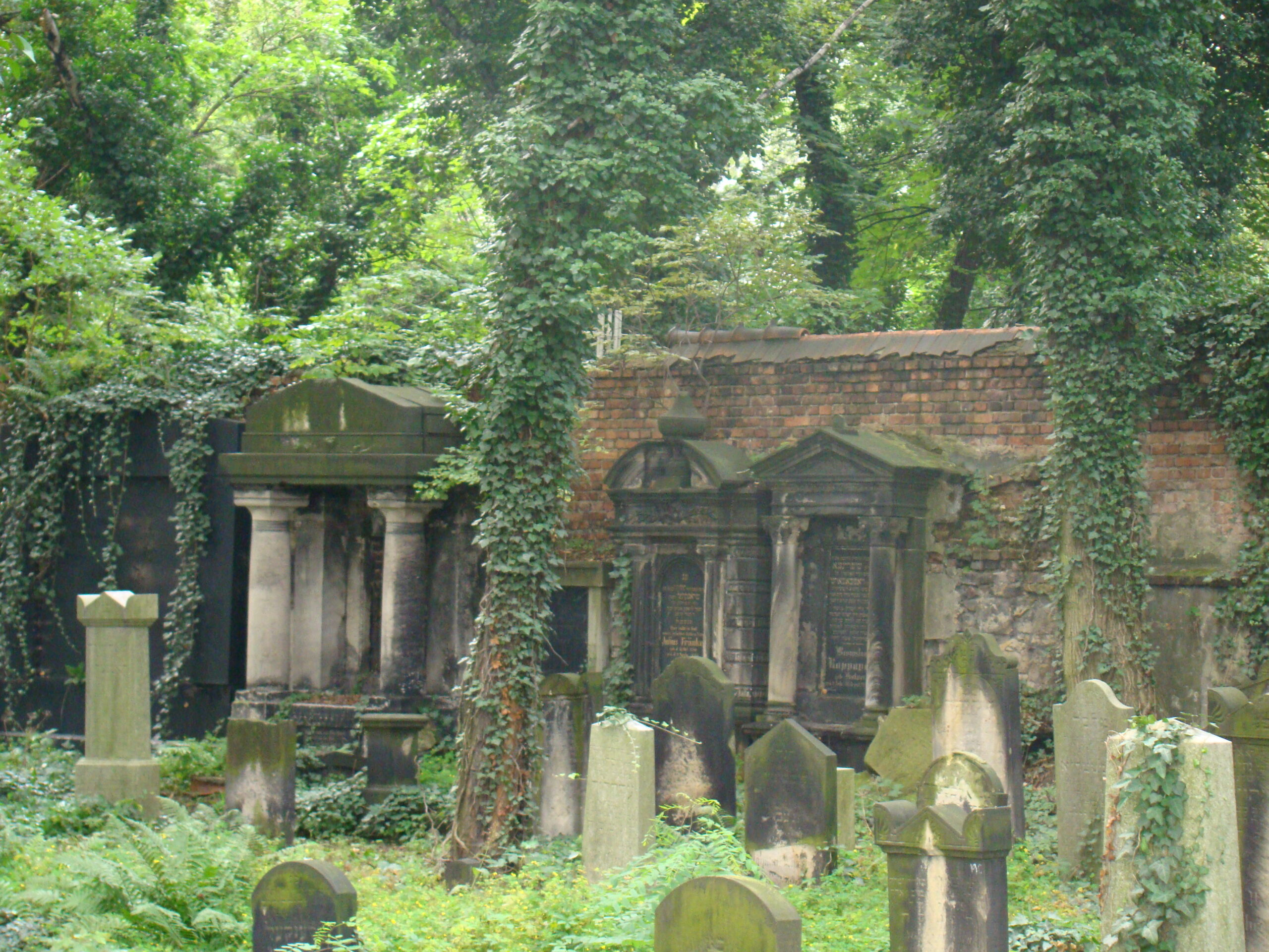 Cmentarz żydowski z mogiłami wśród zarośniętych drzew